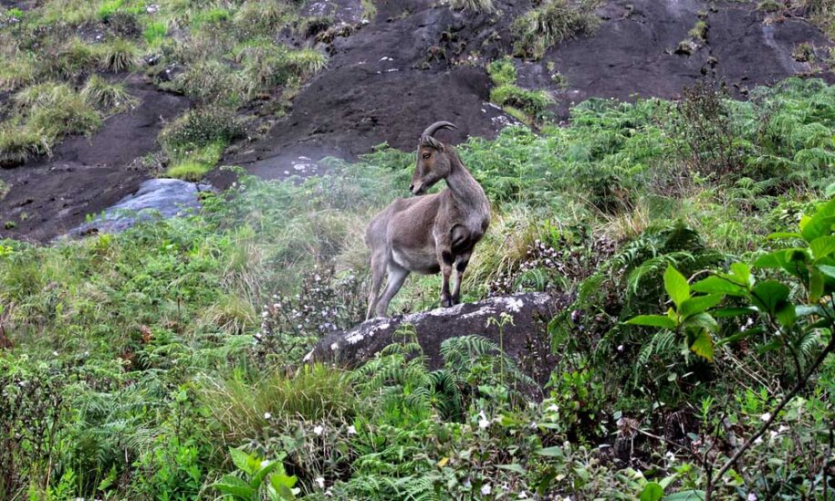 Eravikulam--National-Park