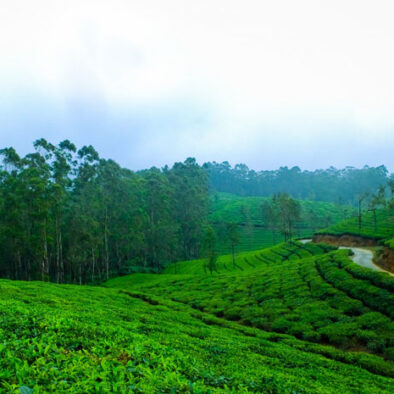 Garden Resort in Munnar