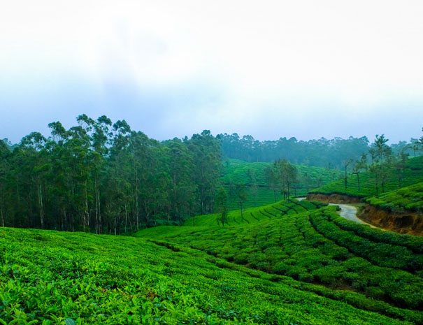 Tour Packages – Winternote Munnar – Your Perfect Resort in Munnar for ...