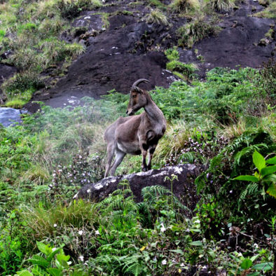 Munnar park