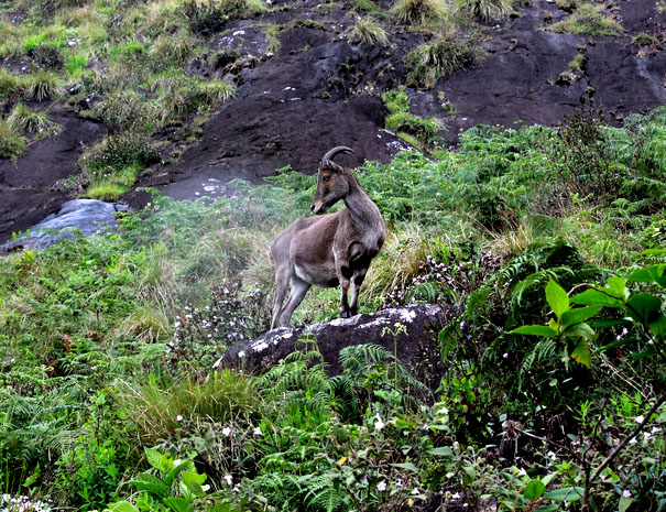 Munnar Family Package – Winternote Munnar – Your Perfect Resort in ...