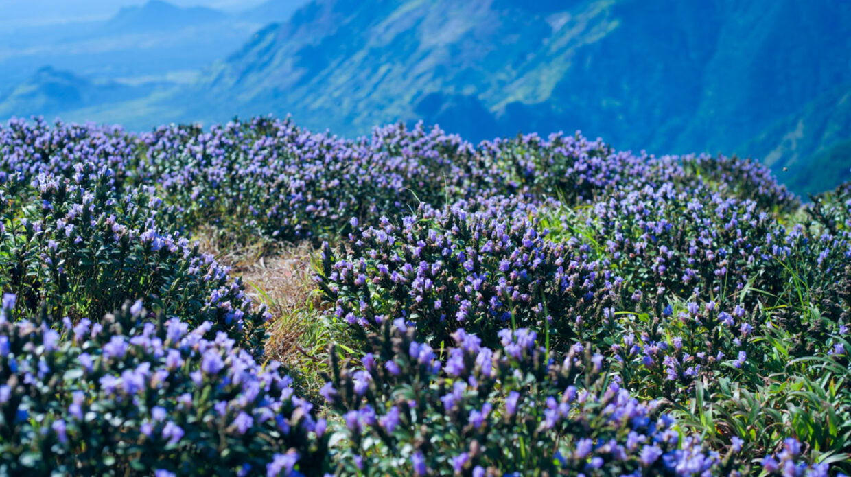 neelakurinji